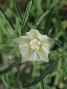 Chamaesaracha coronopus